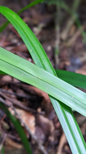 Image of Carex cryptostachys by (c) 許文俊, some rights reserved (CC BY-SA)