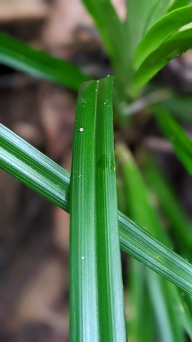 Image of Carex cryptostachys by (c) 許文俊, some rights reserved (CC BY-SA)