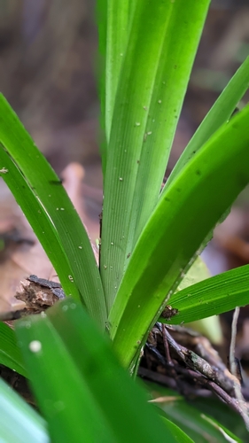 Image of Carex cryptostachys by (c) 許文俊, some rights reserved (CC BY-SA)
