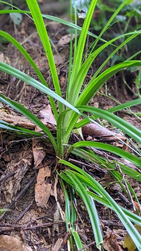 Image of Lesser Sedge (Carex cryptostachys) by (c) 許文俊, some rights reserved (CC BY-SA)