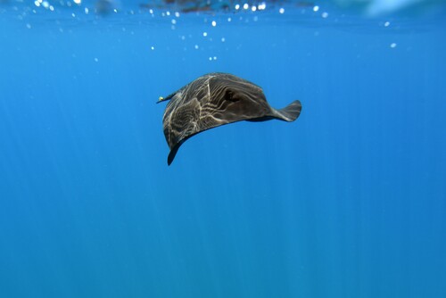 Blue stingray (Pteroplatytrygon violacea) — Dasyatidae — 2