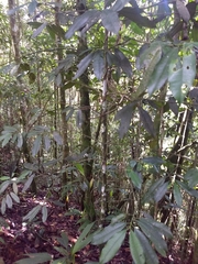 Garcinia madruno