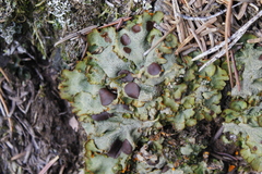 Solorina crocea