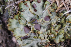 Solorina crocea