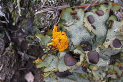 Solorina crocea