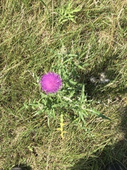 Cirsium flodmanii
