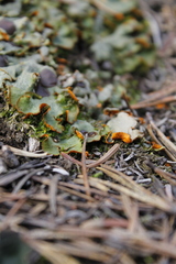 Solorina crocea
