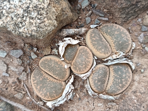 Lithops peersii L.Bolus
