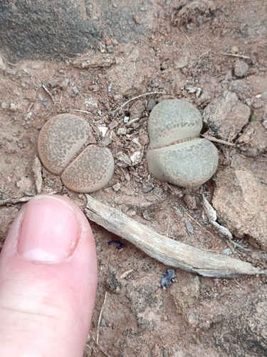 Lithops peersii L.Bolus 2