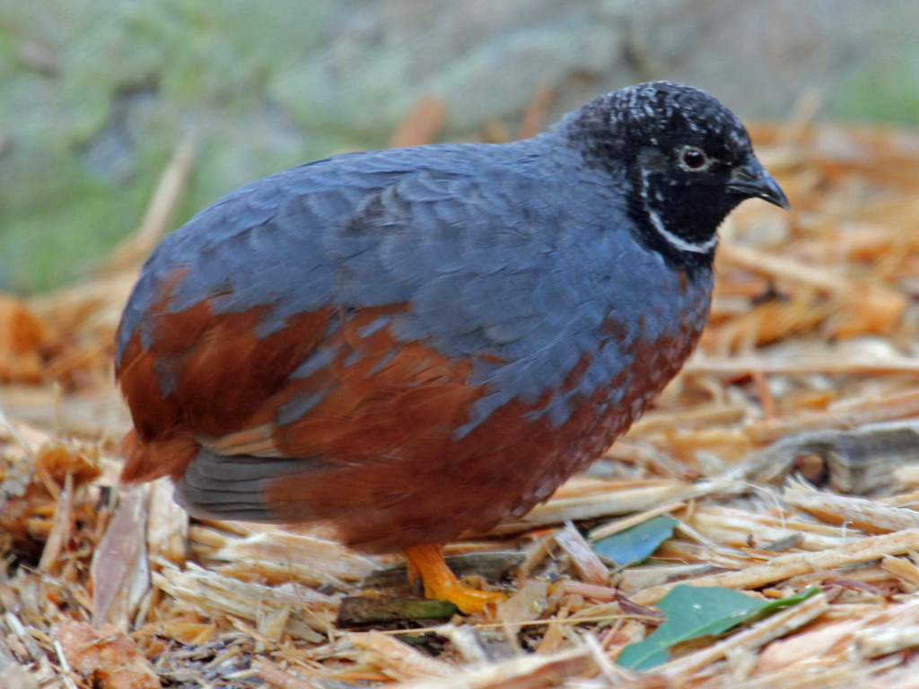 Blue Quail