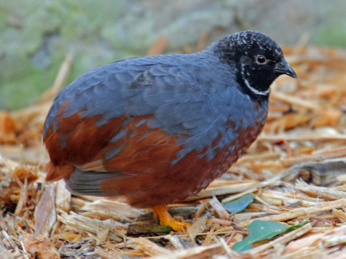 African Blue Quail