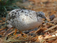 Blue Quail photo 2