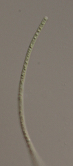 Limnothrix mirabilis