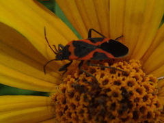 Lygaeus kalmii angustomarginatus