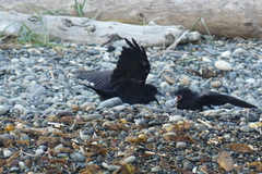 Corvus brachyrhynchos caurinus