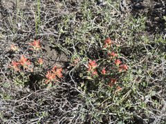 Castilleja applegatei pinetorum