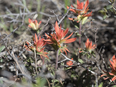 Castilleja applegatei pinetorum