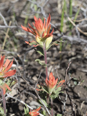 Castilleja applegatei pinetorum