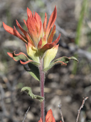 Castilleja applegatei pinetorum