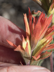 Castilleja applegatei pinetorum