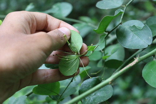 Image of Capparis sepiaria by (c) Vikas D Prasad, some rights reserved (CC BY-SA)