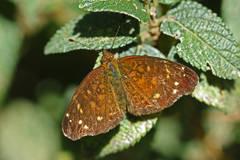 Anthanassa atronia