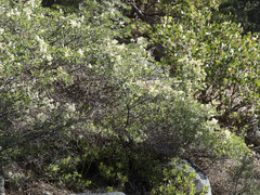 Ceanothus cordulatus