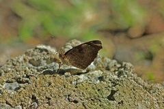 Anthanassa atronia