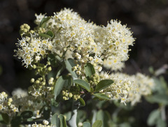 Ceanothus cordulatus