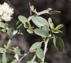 Ceanothus cordulatus