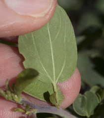 Ceanothus cordulatus