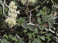 Ceanothus cordulatus