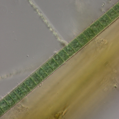 Limnoraphis hieronymusii