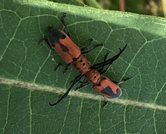 Tetraopes melanurus