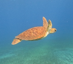 Loggerhead turtle