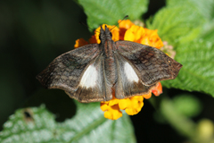 Theagenes aegides
