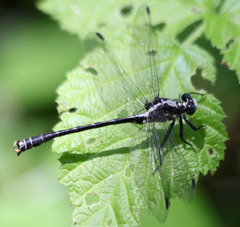 Octogomphus specularis