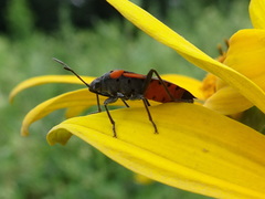 Lygaeus kalmii angustomarginatus