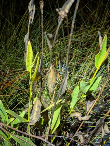 Image of Verbesina chapmanii by (c) Scott Allen Davis, some rights reserved (CC BY)