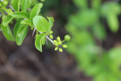 Image of Canthium coromandelicum by (c) Vikas D Prasad, some rights reserved (CC BY-SA)