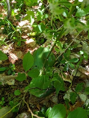 Platanthera macrophylla