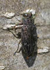 Chrysobothris viridiceps