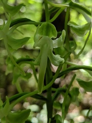 Platanthera macrophylla