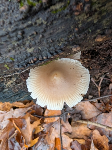 Mycena