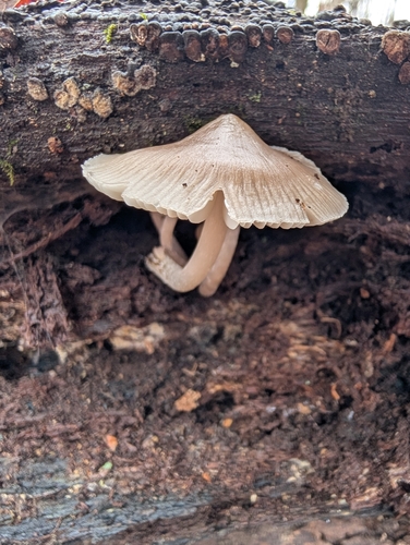 Mycena (Photo 2 of 3)