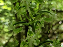 Platanthera macrophylla