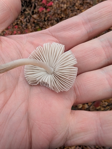 Mycena (Photo 3 of 3)