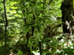 Platanthera macrophylla
