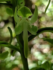 Platanthera macrophylla