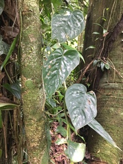 Philodendron brandtianum